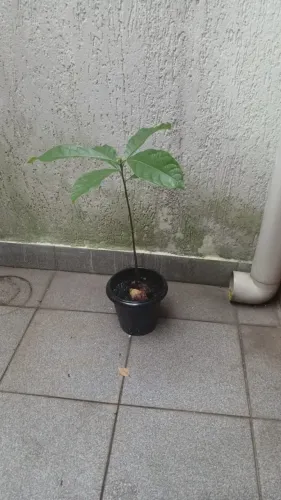 Muda Pé de Abacate - Mais de 50 cm de altura