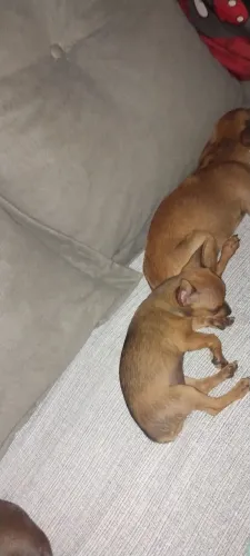 Pinscher fêmea dois meses