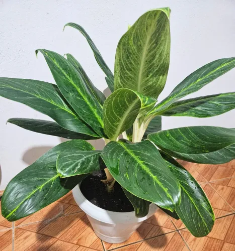 Vaso de planta aglaonema queen