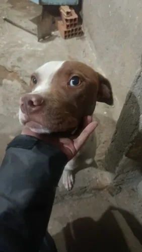Pitbull adoção 