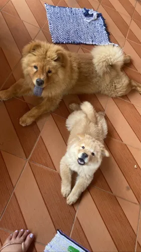 Vendo casal de Chow chow