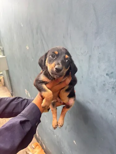 Doação de cachorrinhas