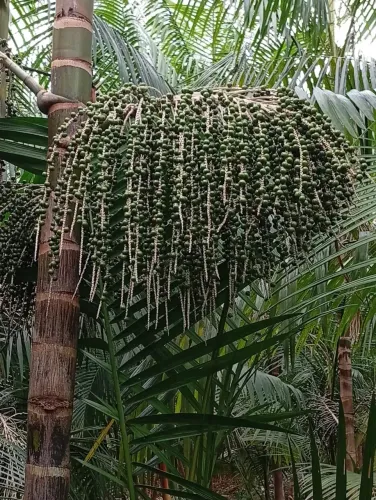 Fazenda com 54 hectares para venda possui 54 hectares,  possui pastos e Açaí em Sao Franci