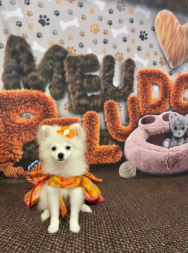 Vendo Spitz Alemão anão 