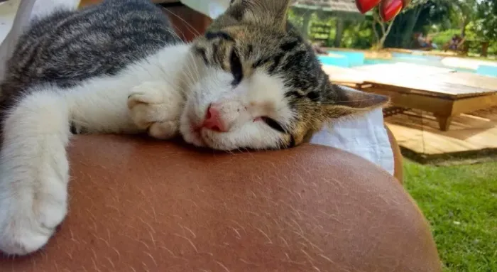 Aia Nascimento - cuidadora de cães e gatos