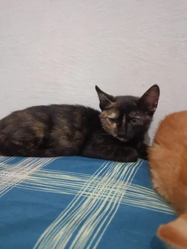Gato