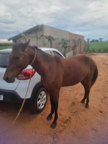 Cavalo a venda 
