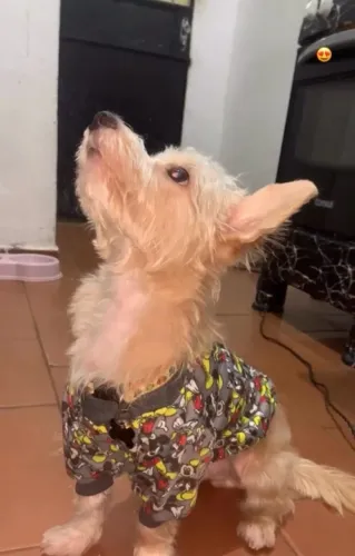 Estou doando