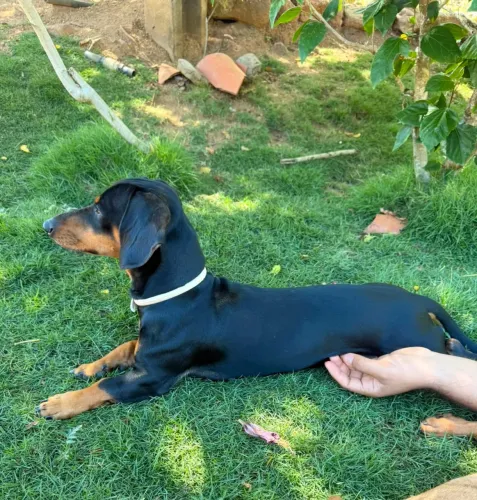 Procuro fêmea Daschund para cruza