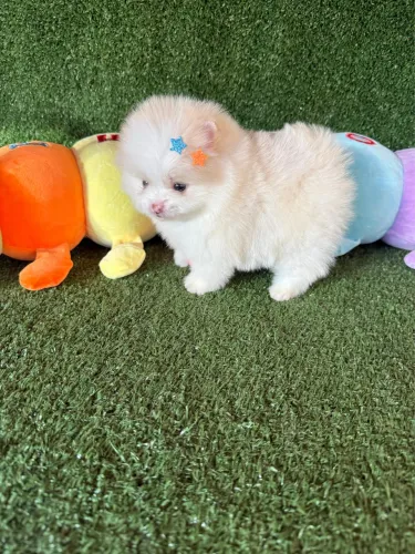Lulu da pomerania anão 
