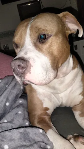 Cachorro 