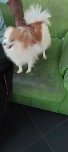 Lulu