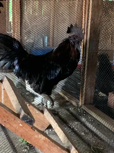 Ovos férteis de Ayam Cemani