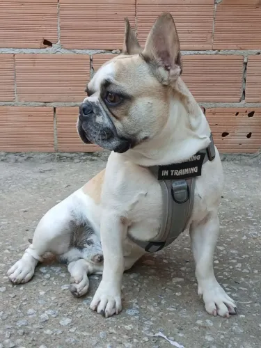 Buldogue francês procura namorada