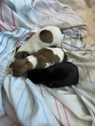 Fêmeas de Pinscher legítimas