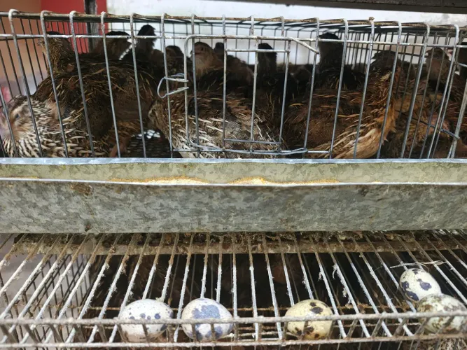 Codornas gigantes já em produção