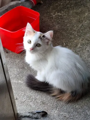 Gatinha para adoção responsável 