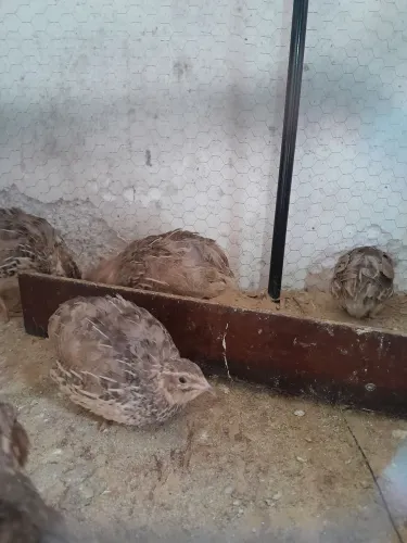 Codorna japonesa