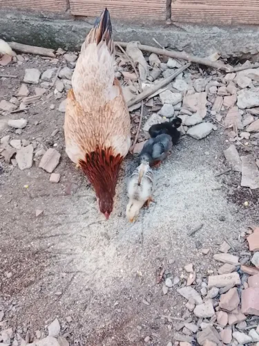 Venda de galinha e os pintinhos.