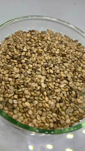 ? SEMENTES DE GRAMA ESMERALDA PREMIUM - ALTA PUREZA E GERMINAÇÃO