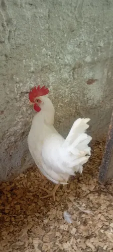 Frango legorhn white