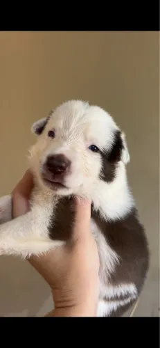 Filhotes de border collie