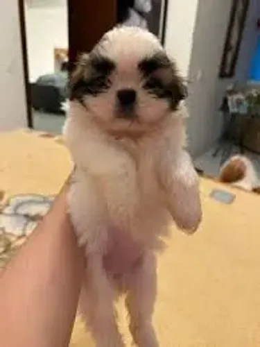 Shitzu macho 