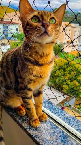 Vende-se gato Bengal