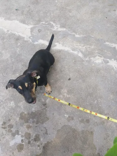 Doa-se cachorrinho.
