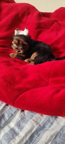 Vendo linda yorkshire femia