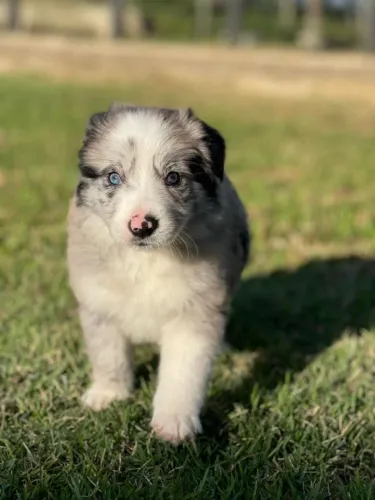 Perfeitos border collie