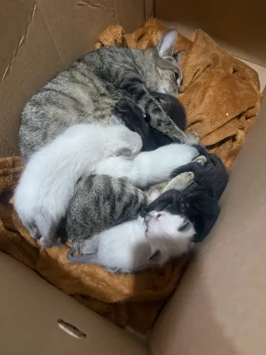 Para um Bom Lar: Filhotes de Gato para Adoção