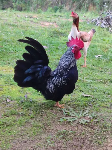 Galo Nagazaki e galinha com pintinhos
