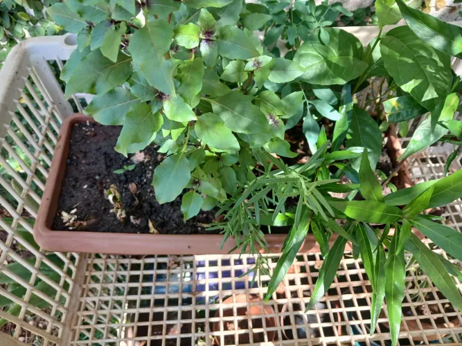 Jardineira 7 Ervas, Ervas Aromáticas