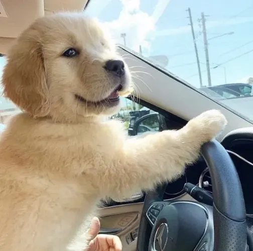 Filhotes de Golden Retriever |Uma escolha cheia de amor!