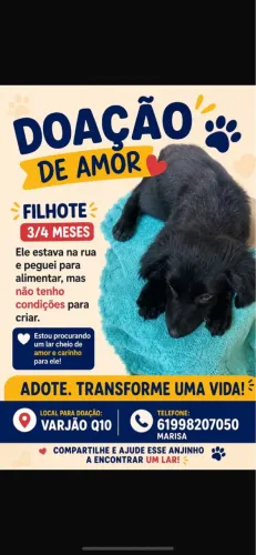 cachorro filhote pra doação