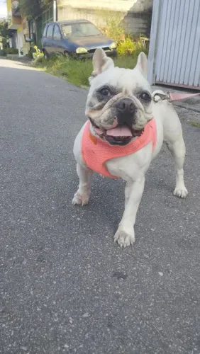 Doação Bulldog Francês fêmea 