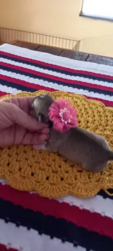 Fêmeas de Chihuahuas