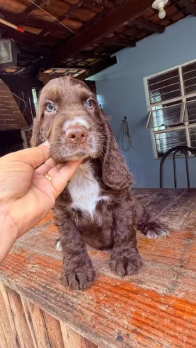 Cocker Spaniel Inglês diversas cores