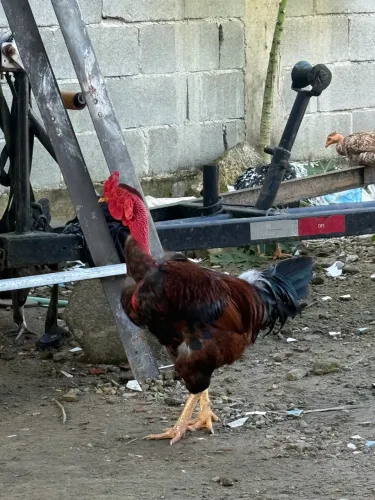Galo novo já começou a gala