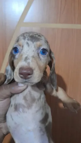 Basset