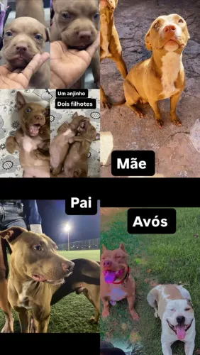 Vende-se filhote de APBT dois meses, cada um somente dois machos a venda