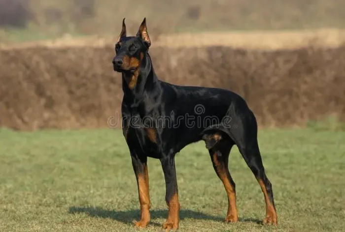 Cachorro Raça DOBERMANN Puro disponível para cruza.