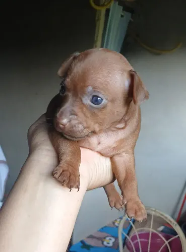 Pinscher