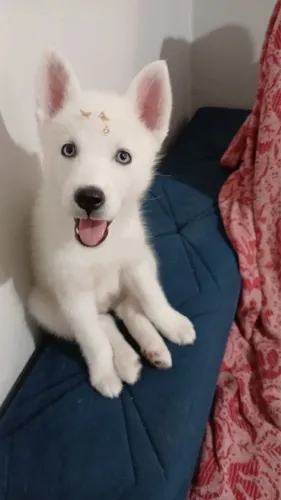 Husky siberiano - para aquisição imediata