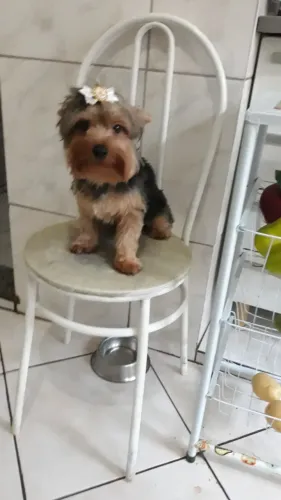 yorkshire terrier porte pequeno