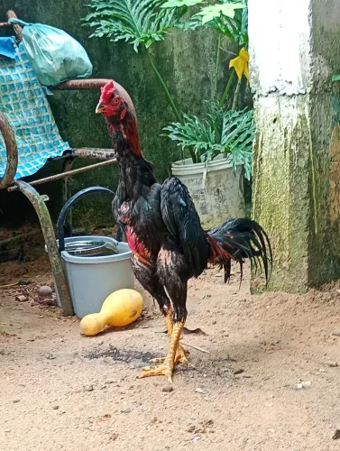 Frango de raça