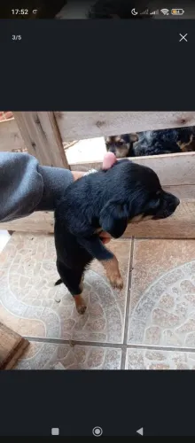 Doa se cachorros 
