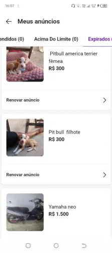 Pitbull america fêmea 300
