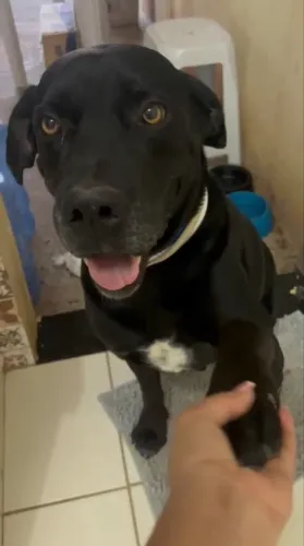 Doação cachorro grande porte